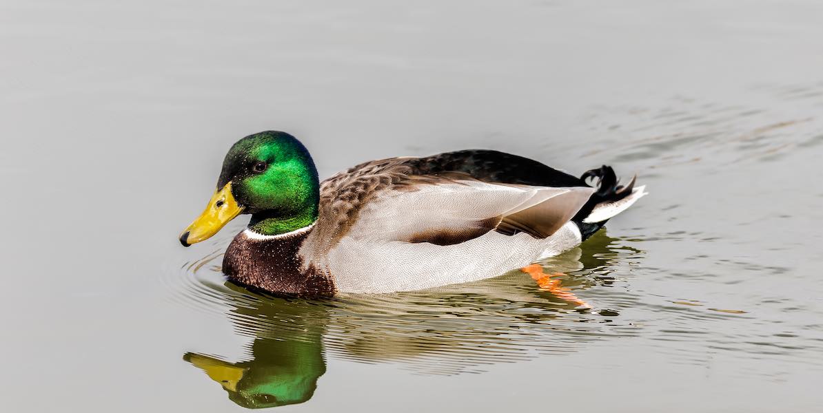 Duck on the water